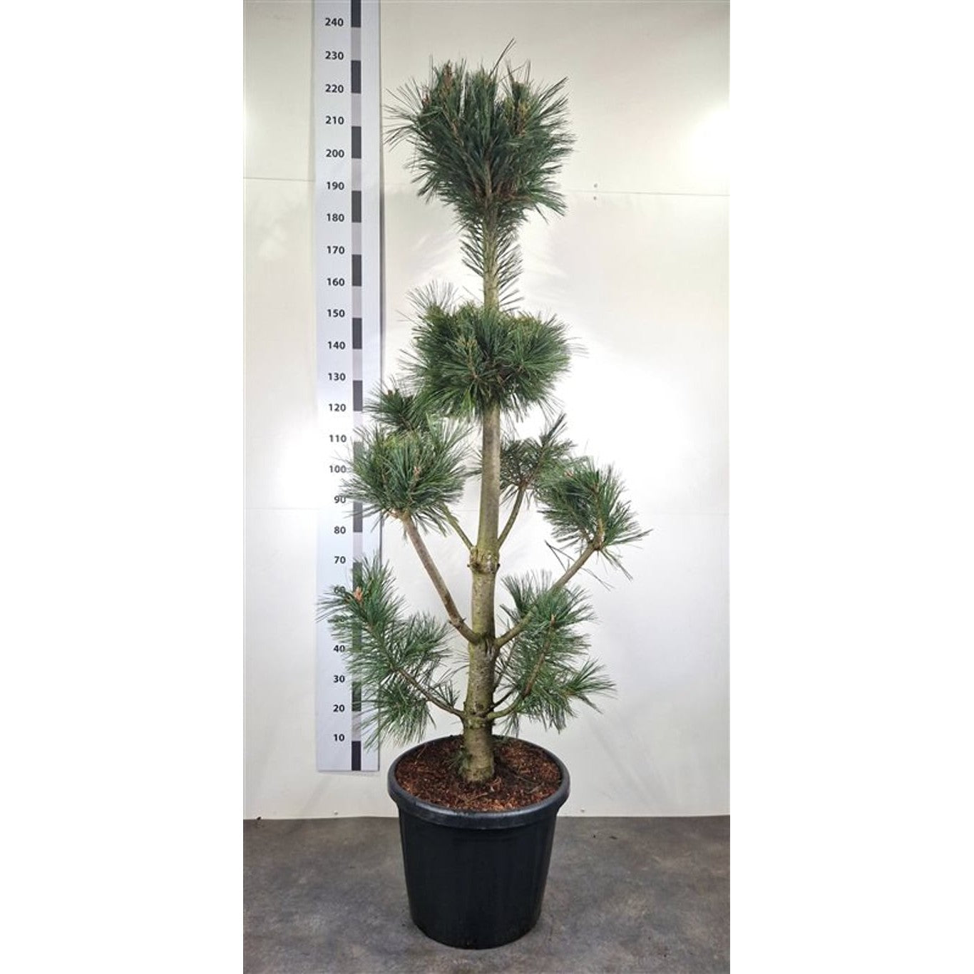 Flexibarrtall – Pinus flexilis 'Vanderwolf's Pyramid' - 140-160 CM Bonsai Cont.