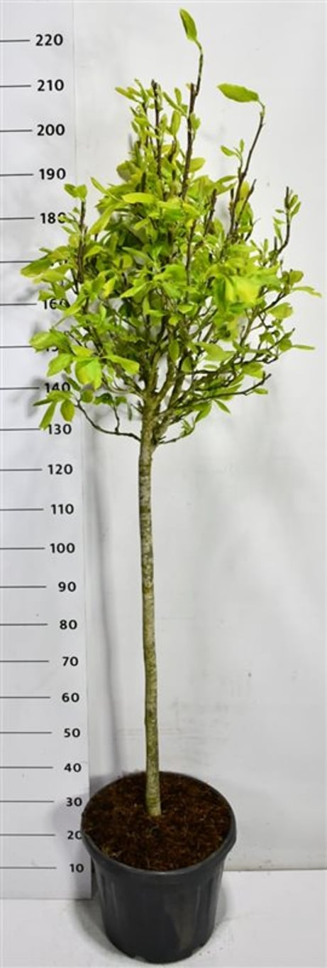 Tulpanmagnolia – Magnolia soulangeana - C30 100 cm. Stam