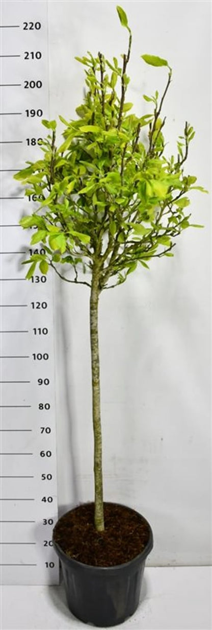 Tulpanmagnolia – Magnolia soulangeana - C30 100 cm. Stam