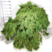 Västra vit­tall – Pinus strobus 'Niagara Falls' - C80 80-90 cm.