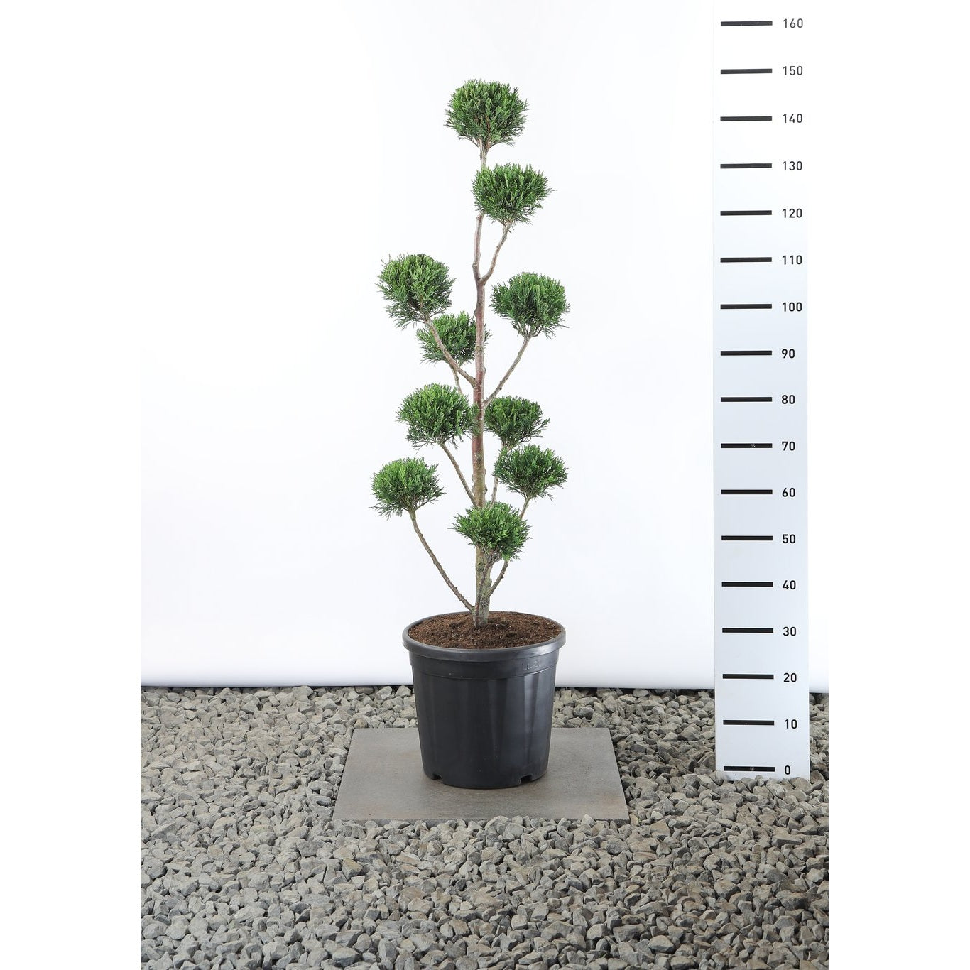 Leylandcypress – Cupressocyparis leylandii 'Tweeduizendéén' - 100-125 CM PonPon Cont.