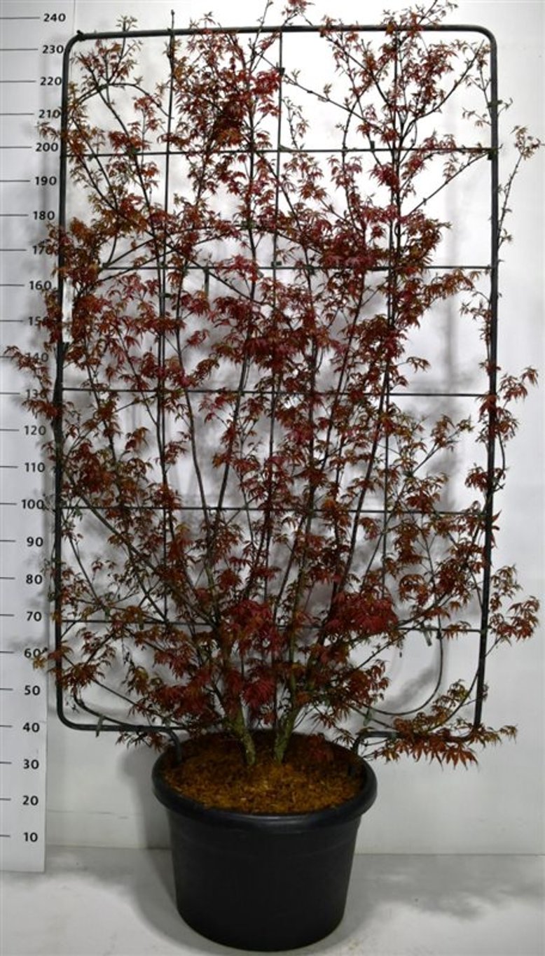 Japansk lönn – Acer palmatum &