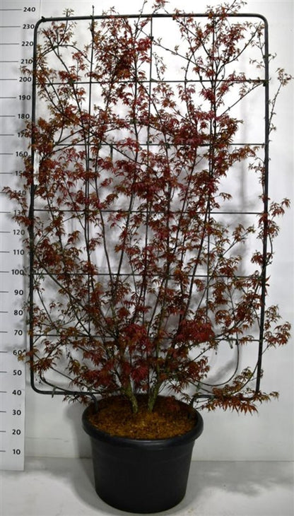 Japansk lönn – Acer palmatum &