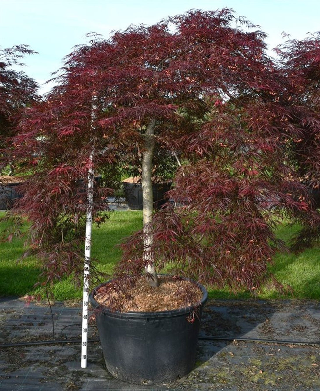 Japansk lönn – Acer palmatum &