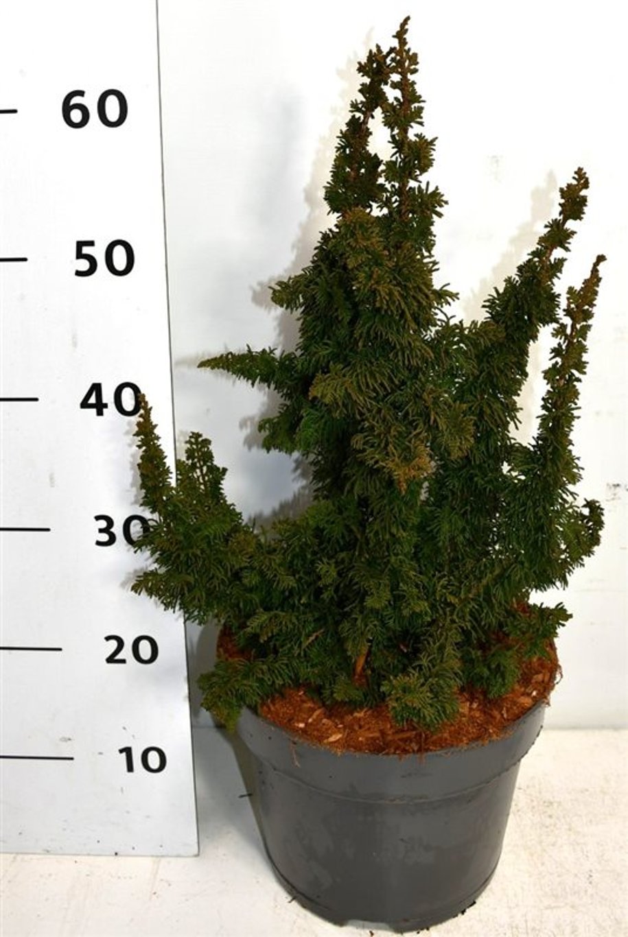Thuja – Thuja occidentalis 'Malonyana Holub' - C7.5 40-50 cm.