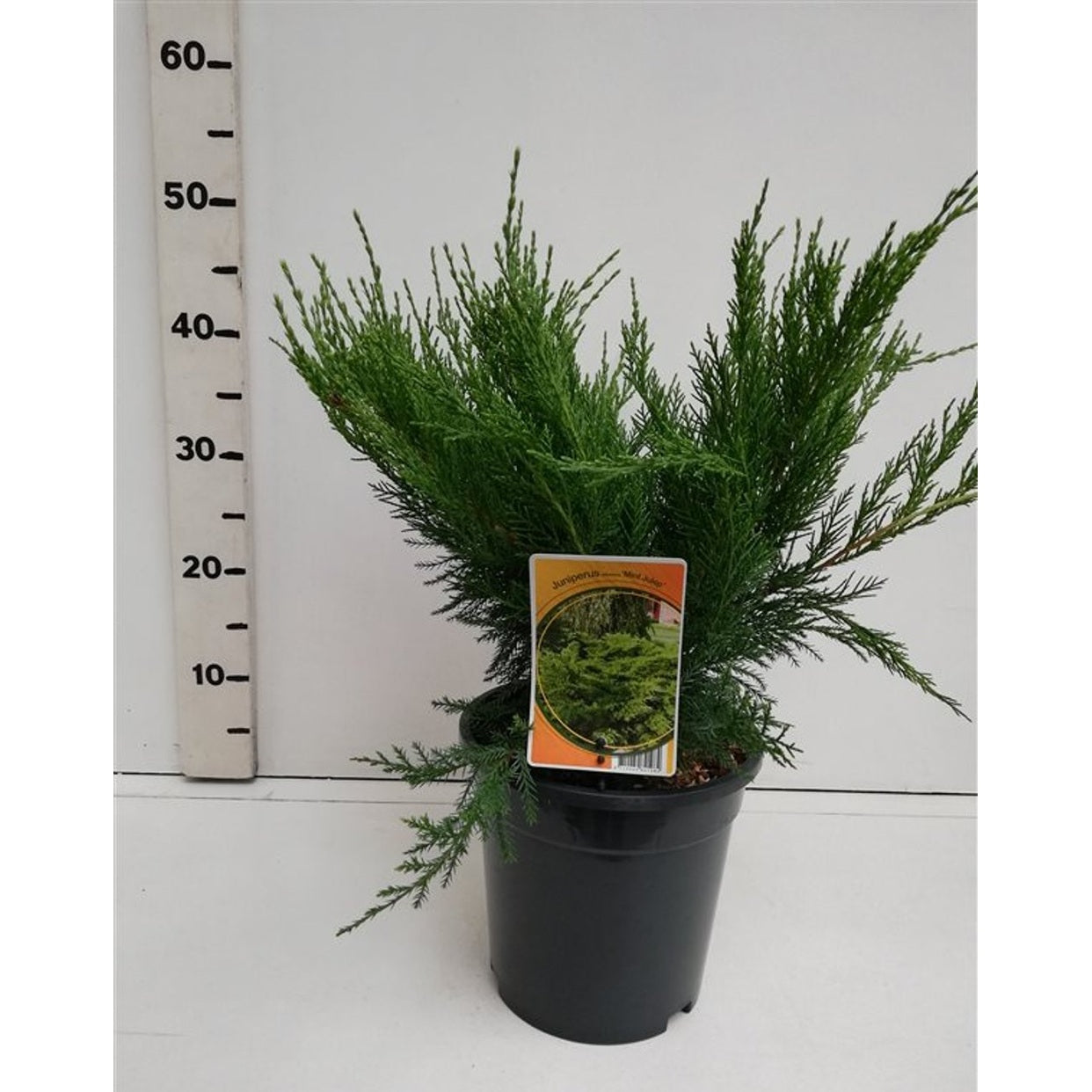 Pfitzer-en – Juniperus pfitzeriana 'Mint Julep' - C3 30-40 CM