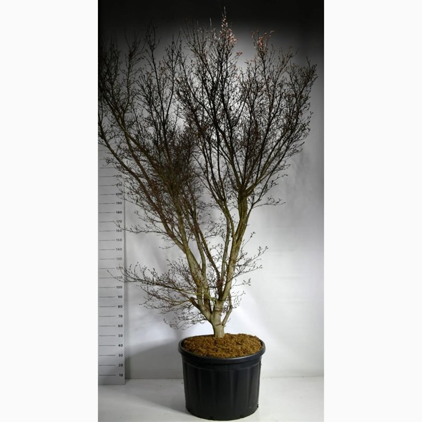 Japansk lönn – Acer pal. 'Skeeter's Broom' - 300-350 CM in Cont.