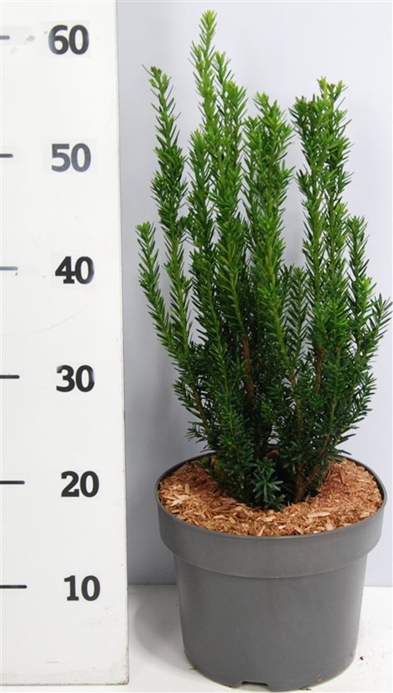 Hybrididegran – Taxus media &