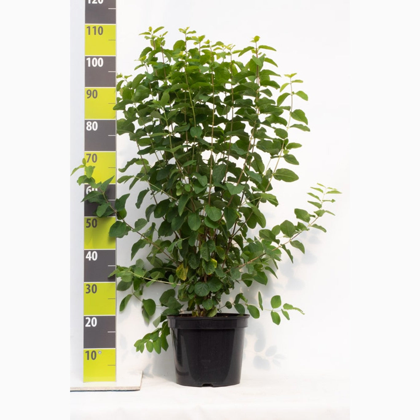 Skogskaprifol – Lonicera xylosteum - C7.5 80-100 CM