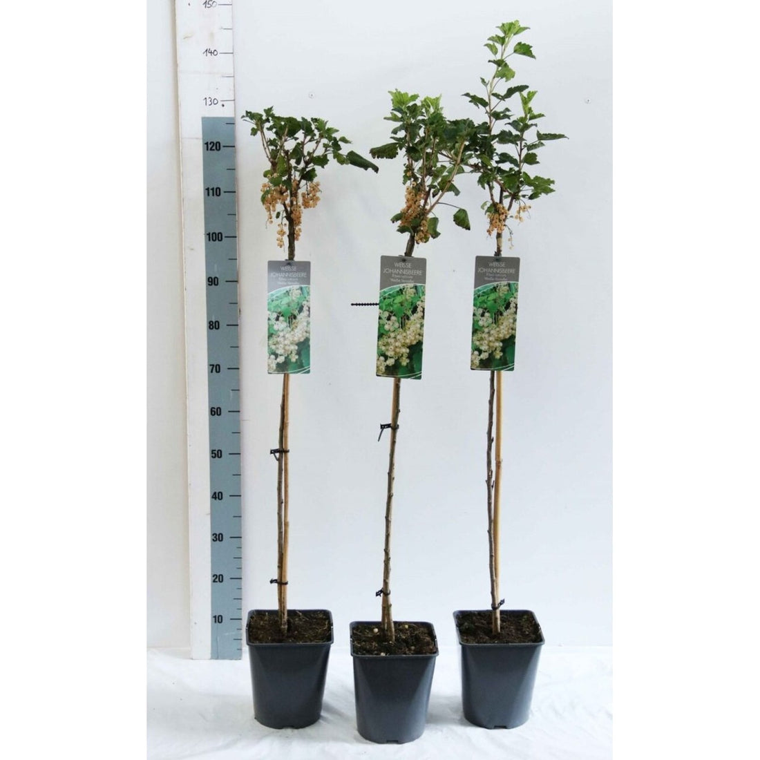 Vita vinbär – Ribes rubrum &