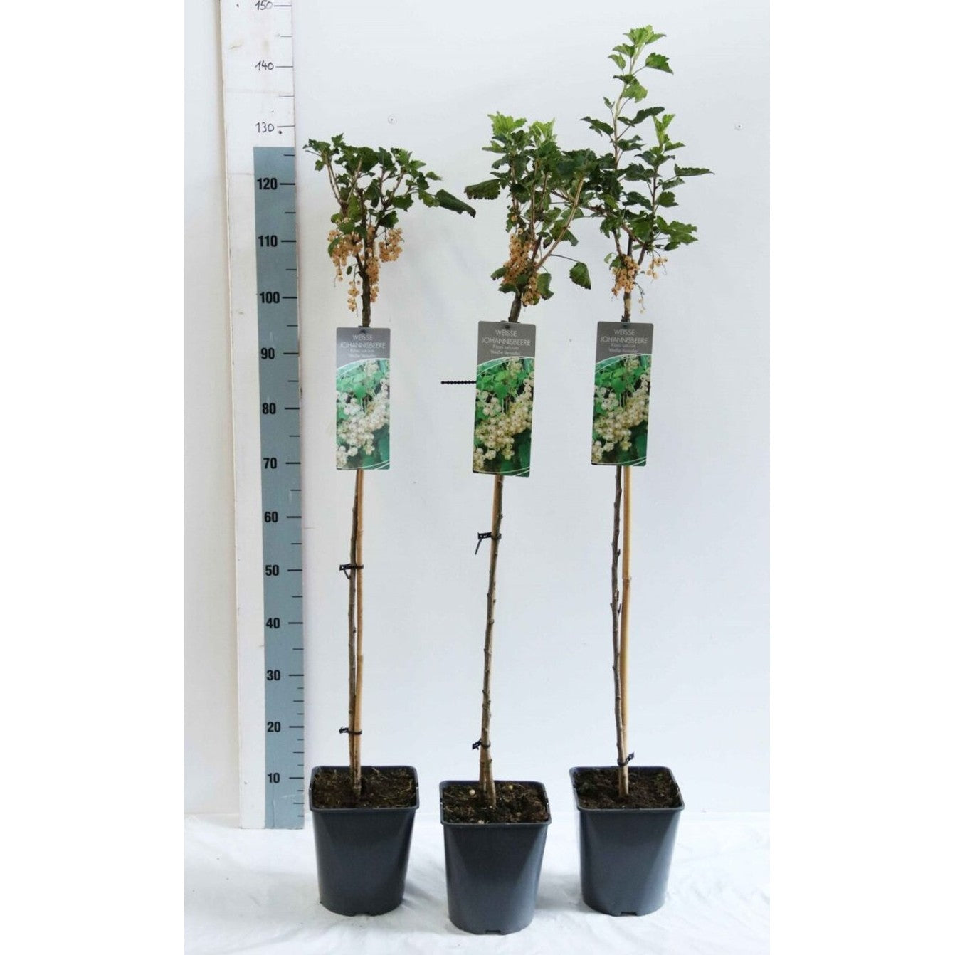 Vita vinbär – Ribes rubrum &