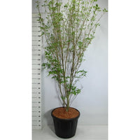 Japansk blomsterkornell – Cornus kousa 'Weisse Fontaine' - C80 175-200 cm. Sol