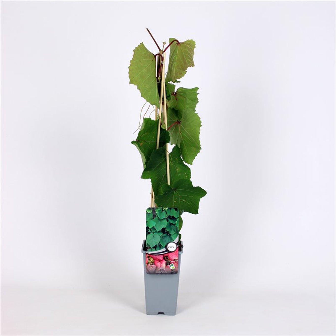 Klättervin – Vitis coignetiae - C2 70/+ CM