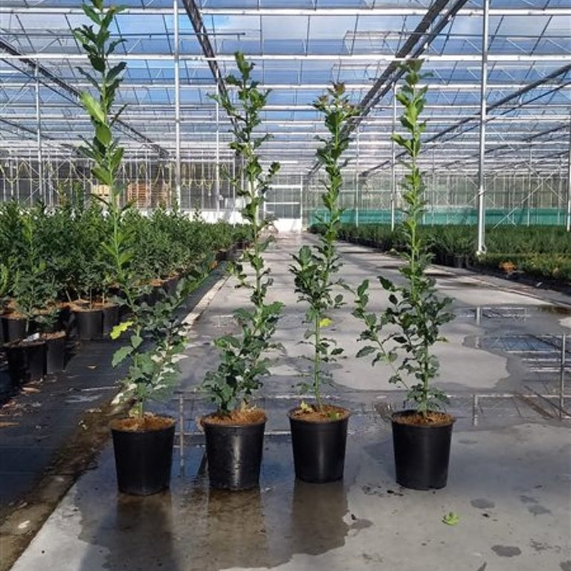 Järnek – Ilex aquifolium - C3.5 80-100 CM