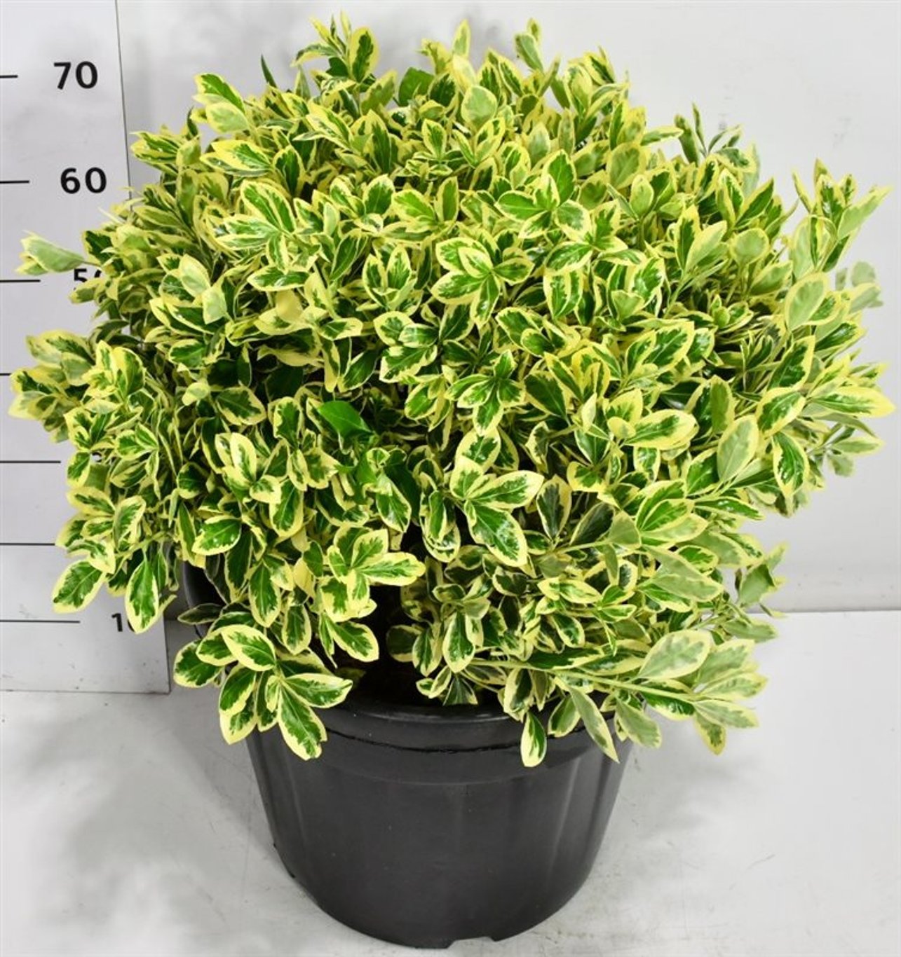 Japansk benved – Euonymus japonicus &
