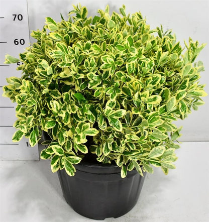 Japansk benved – Euonymus japonicus &