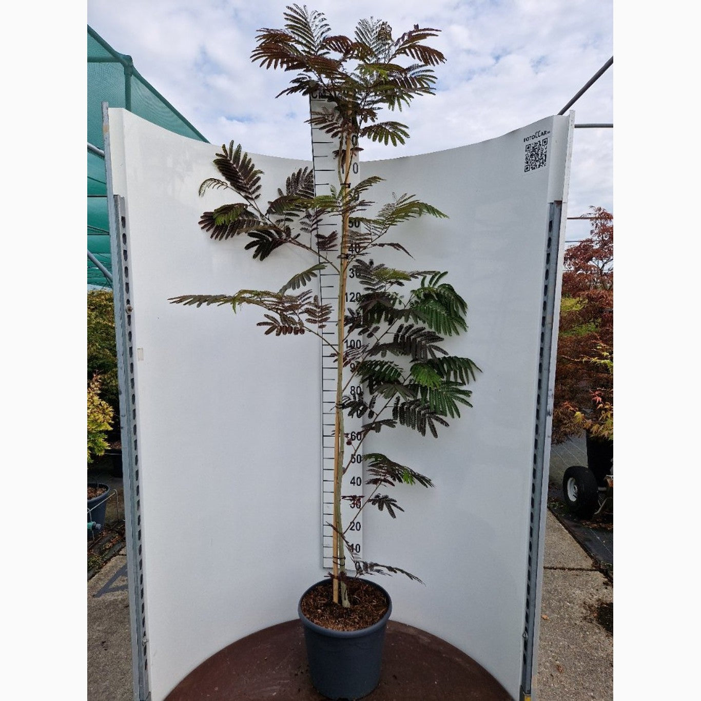 Silkesträd – Albizia julibr. 'Evey's Pride' - C20 150-175 CM