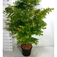 Japansk lönn – Acer palmatum 'Sangokaku' - C18 100-125 cm.
