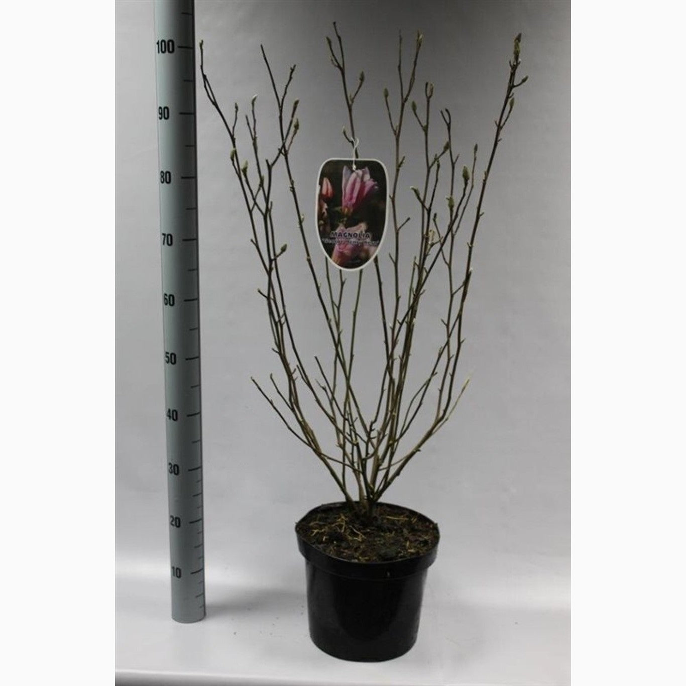 Magnolia – Magnolia 'George Henry Kern' - C7.5 80-100 CM