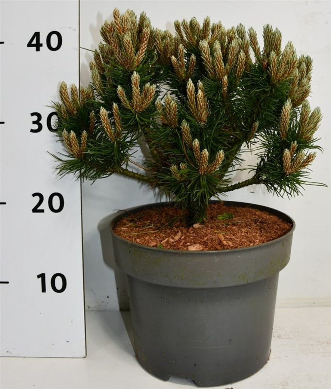 Bergtall – Pinus mugo &