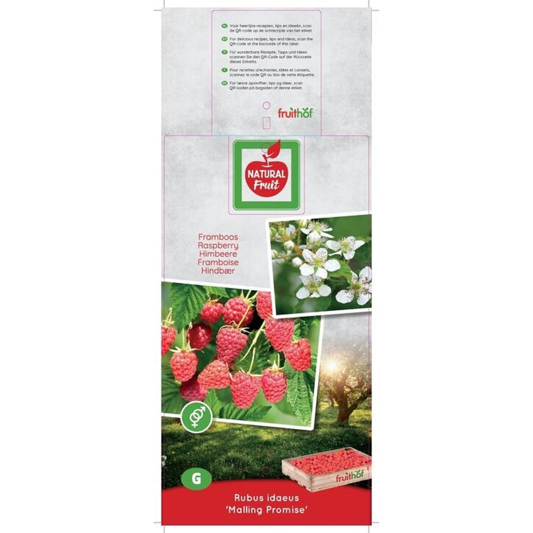 Hallon – Rubus idaeus &