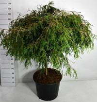 Thuja – Thuja plicata 'Kager's Beauty' - C65 90 cm. Stam