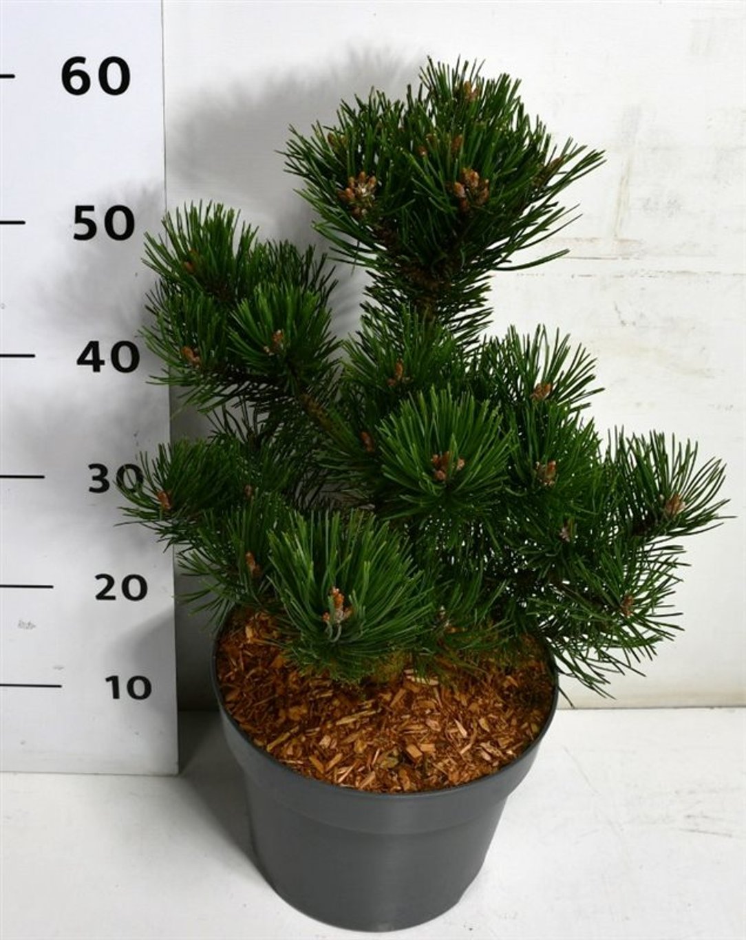 Bergtall – Pinus mugo &