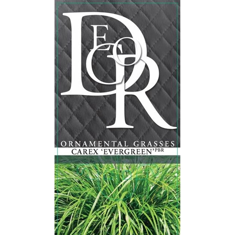 Starr – Carex oshimensis 'Evergreen' - C2