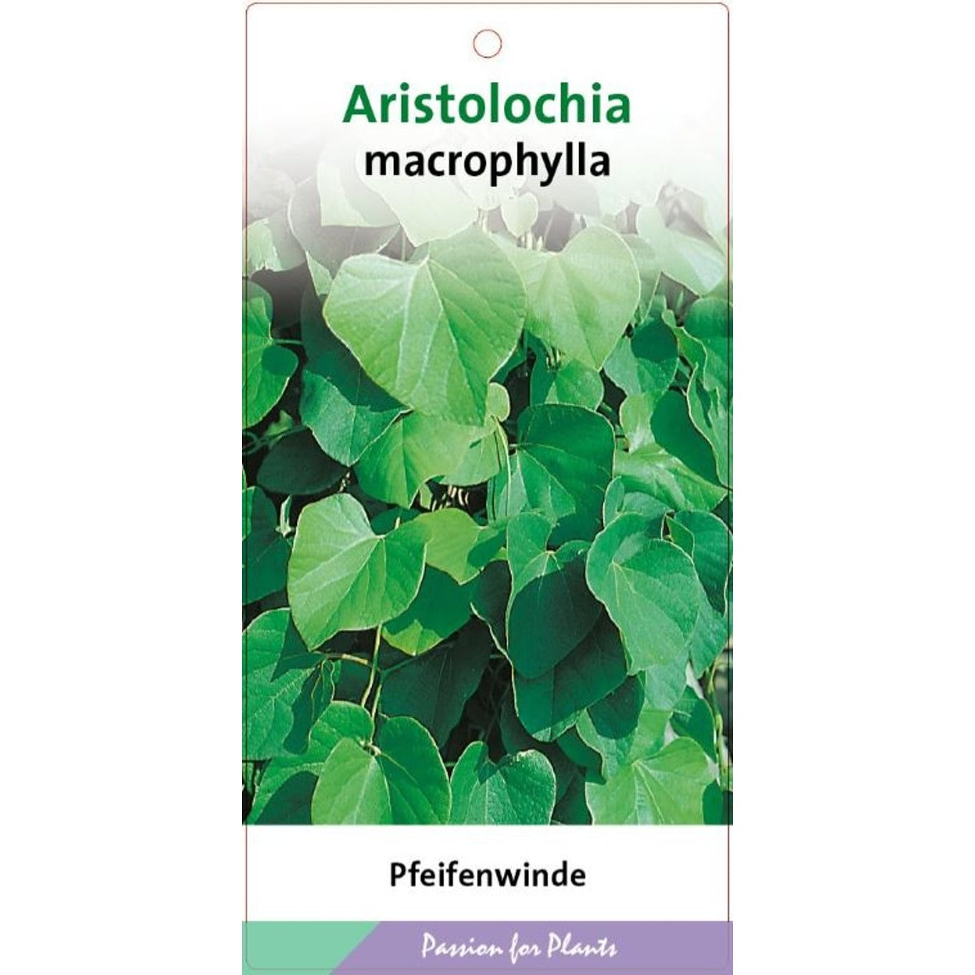 Pipranka – Aristolochia macrophylla - C2 60-80 CM Stick