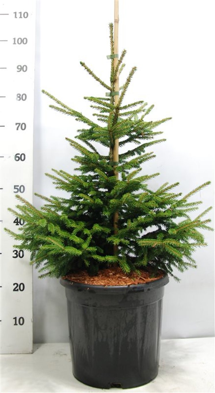 Orientalisk gran – Picea orientalis &