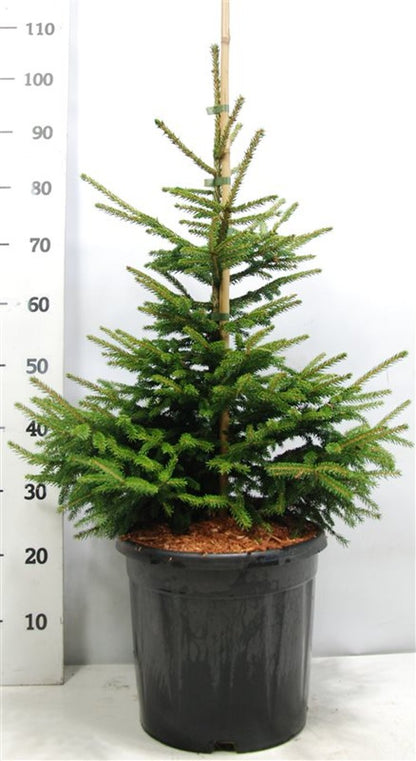 Orientalisk gran – Picea orientalis &