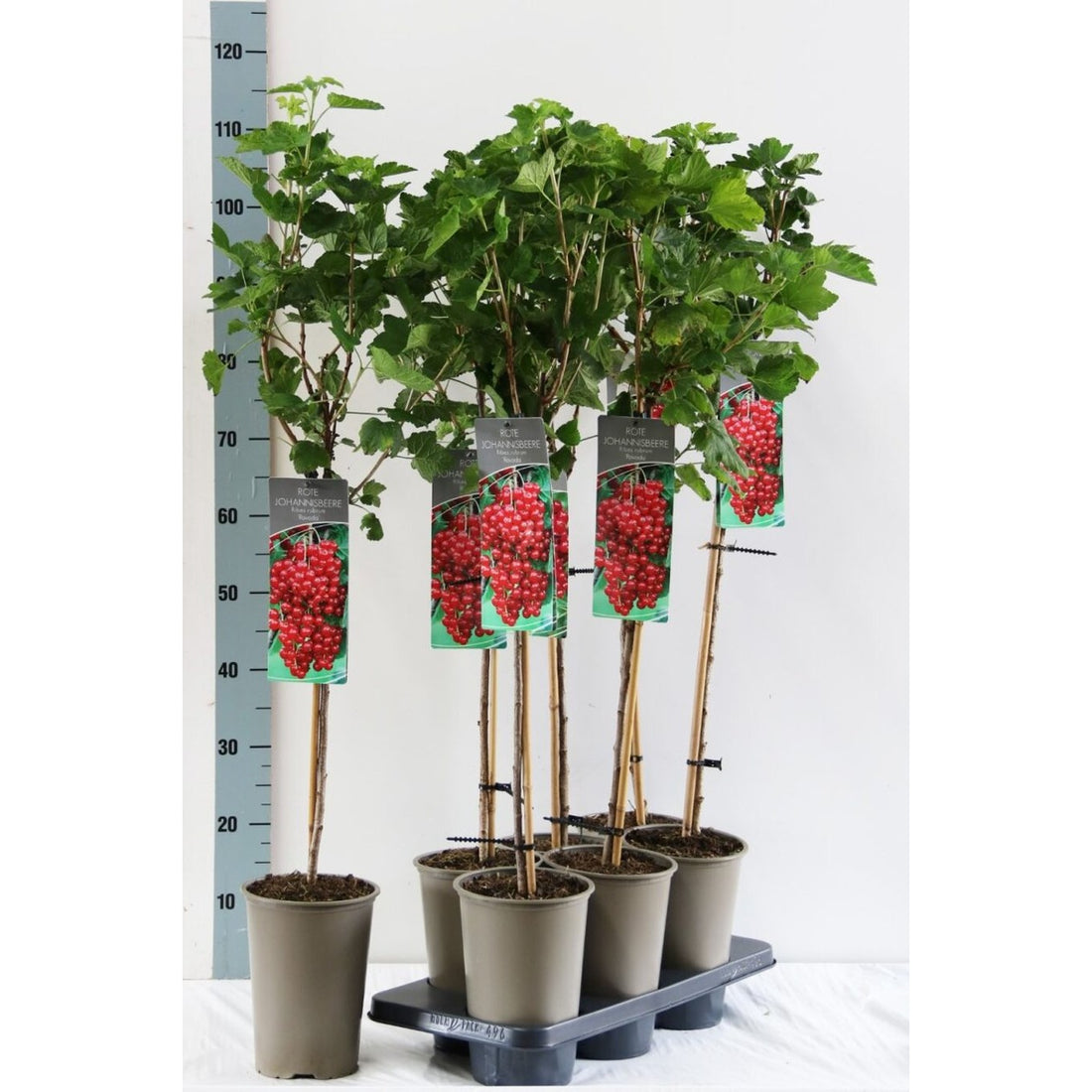 Röda vinbär – Ribes rubrum &