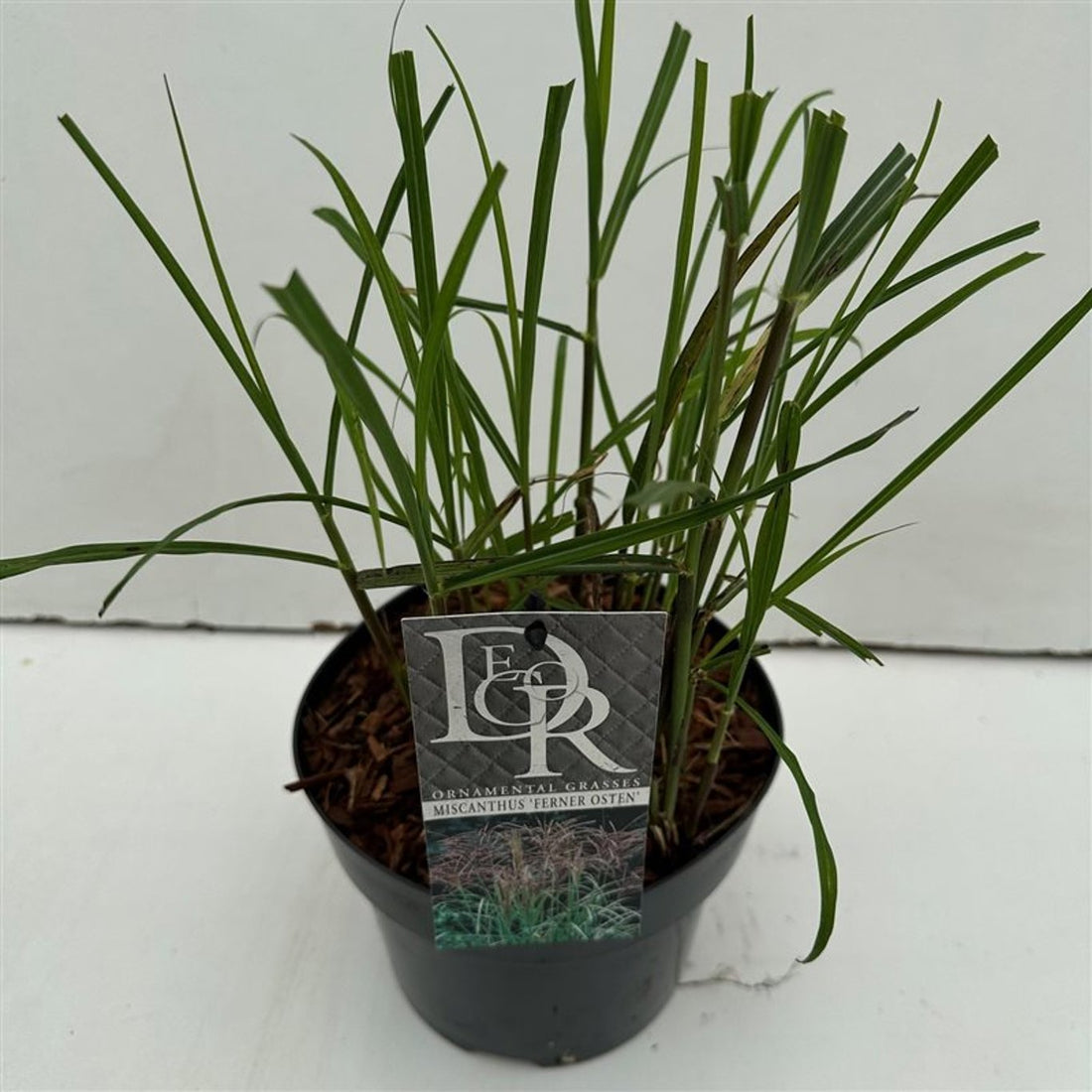 Glansmiskantus – Miscanthus sinensis &