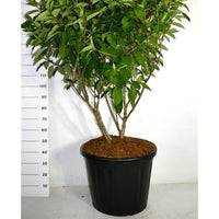 Syrenhortensia – Hydrangea paniculata 'Wim's Red' - C110 125-150 cm. Sol