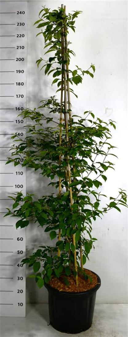 Japanskt olvon – Viburnum plicatum &