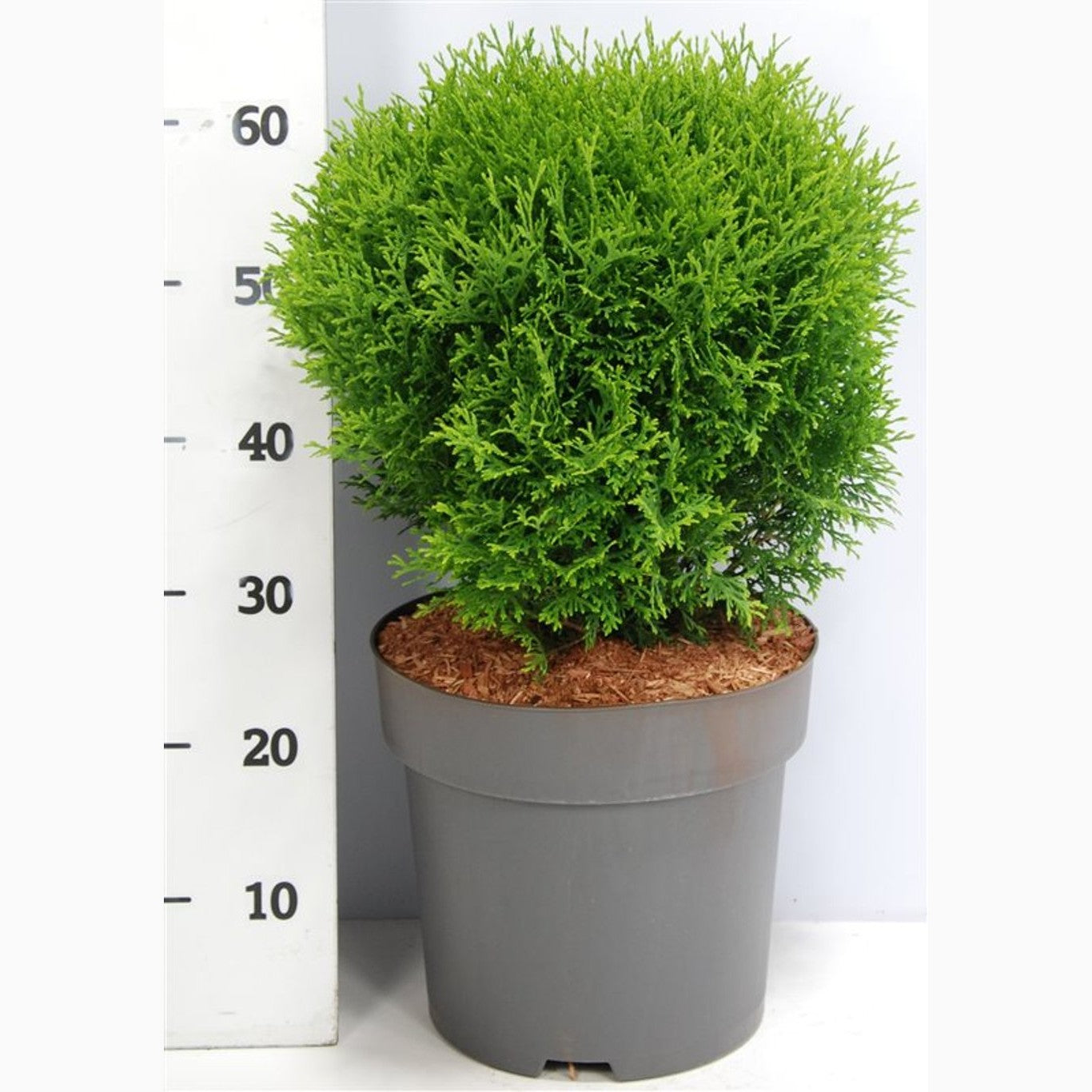 Thuja – Thuja occidentalis 'Little Giant' - C12 50-60 CM