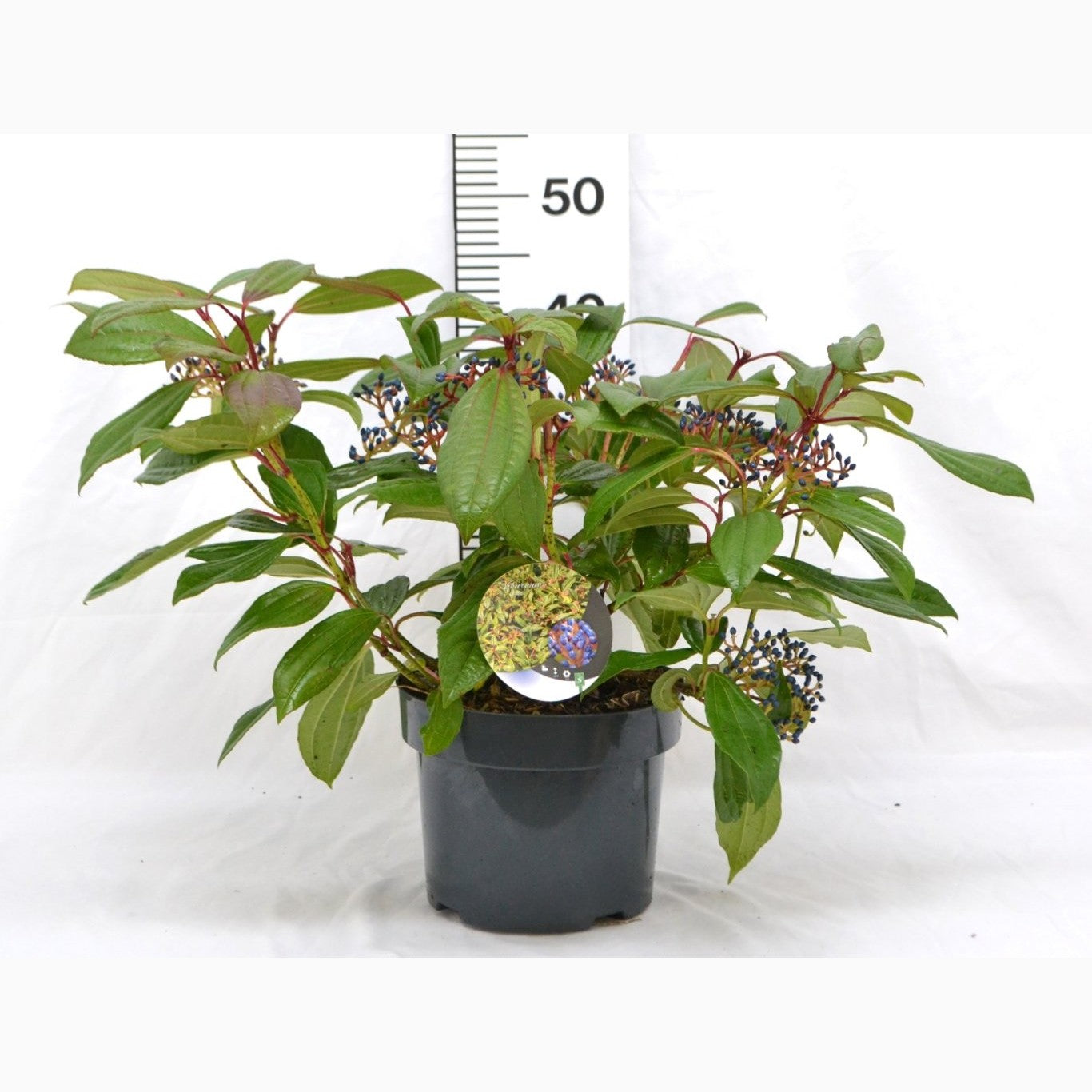 Davidii-olvon – Viburnum davidii - C5 40-50 CM