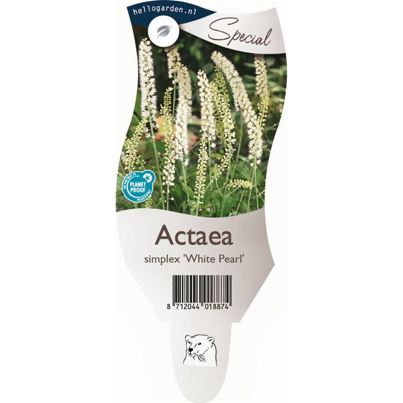 Silverax – Actaea simp. 'White Pearl' - P11