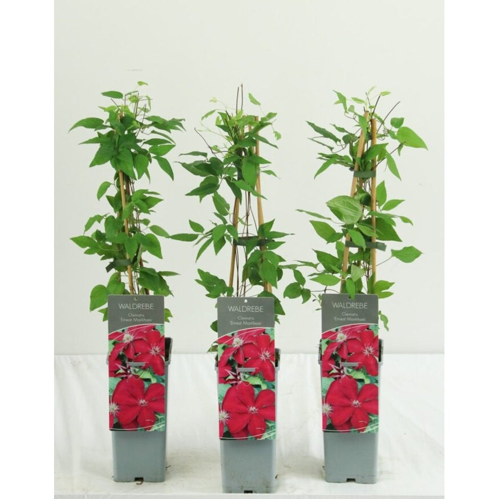 Klematis – Clematis 'Ernest Markham' - C2 50-60 CM 3 Stick