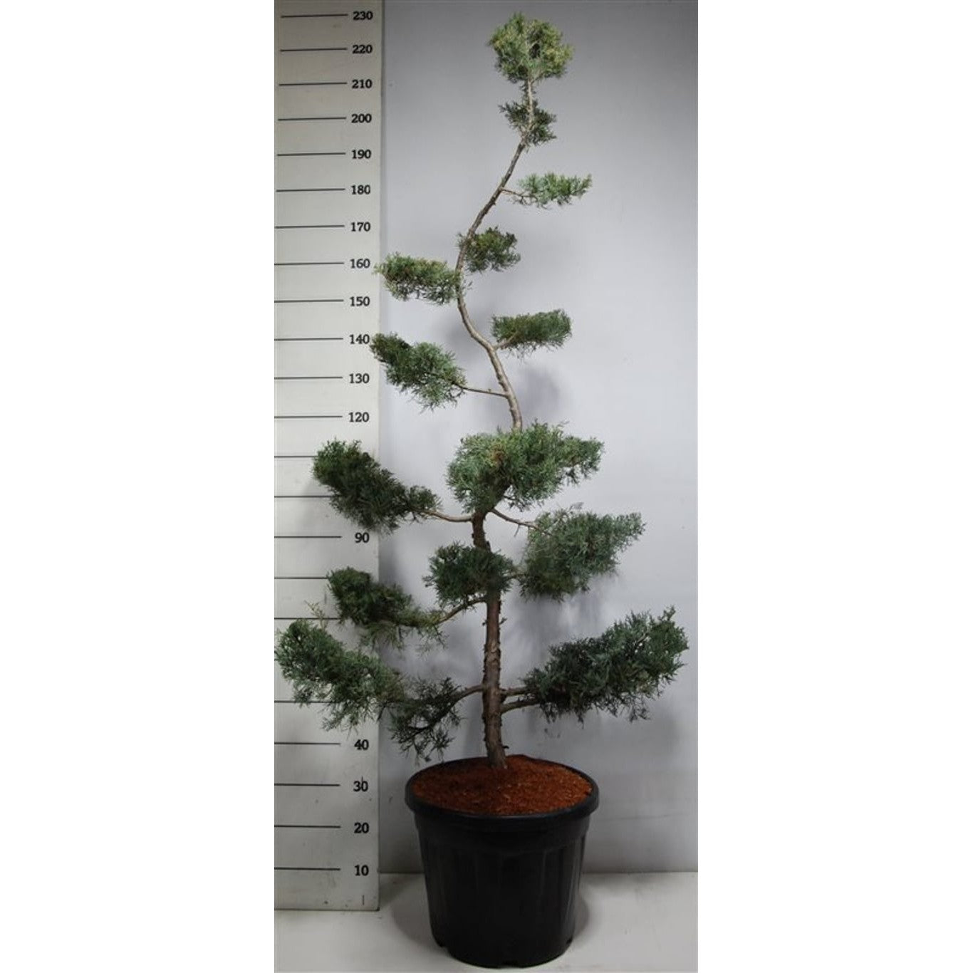 Virginsk en – Juniperus virginiana 'Grey Owl' - 150-175 CM Bonsai Cont.