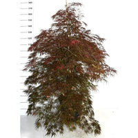 Japansk lönn – Acer palmatum 'Inaba-shidare' - C25 150-175 cm. Gestokt