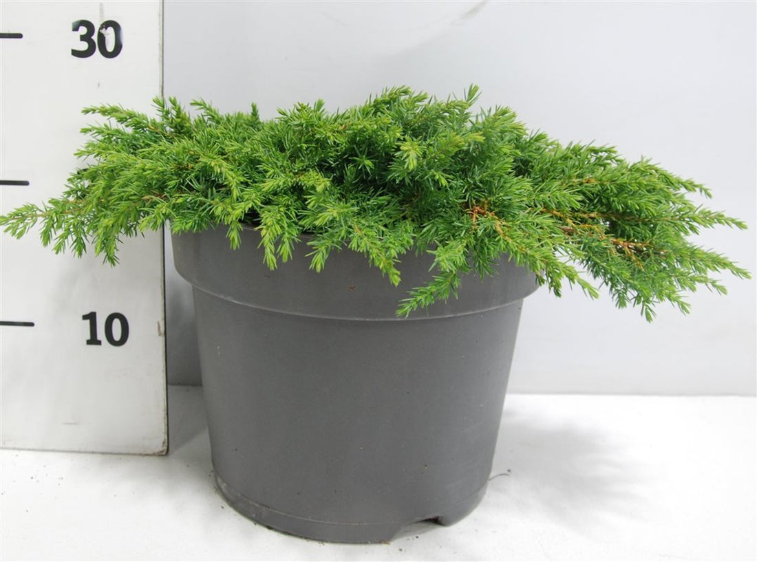 En – Juniperus communis &