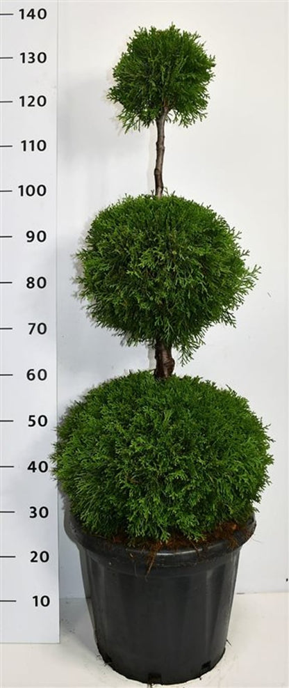 Thuja – Thuja occidentalis &