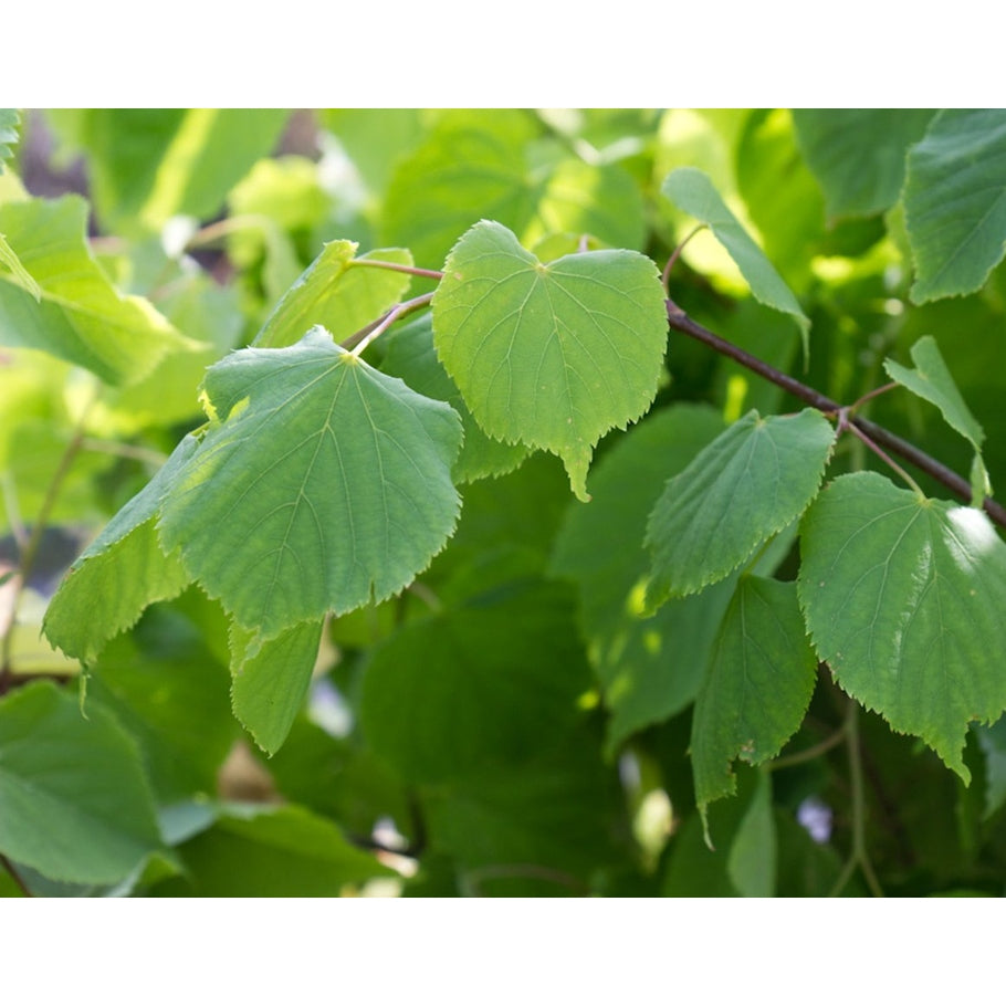 Skogslind – Tilia cordata - 50-80 CM bare root 1/1