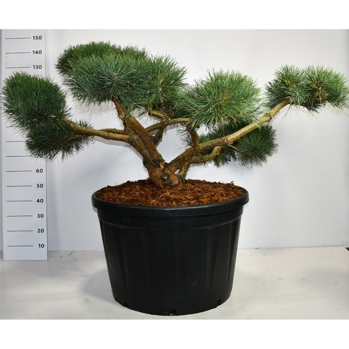 Tall – Pinus sylvestris 'Repens' - 150-175 CM Bonsai Cont.