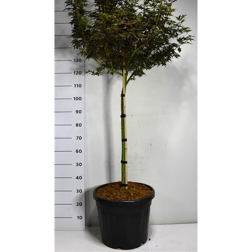 Japansk lönn – Acer palmatum 'Skeeter's Broom' - C35 70 cm. Stam