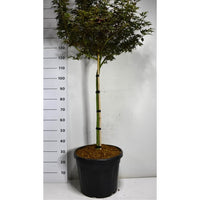 Japansk lönn – Acer palmatum 'Skeeter's Broom' - C35 70 cm. Stam