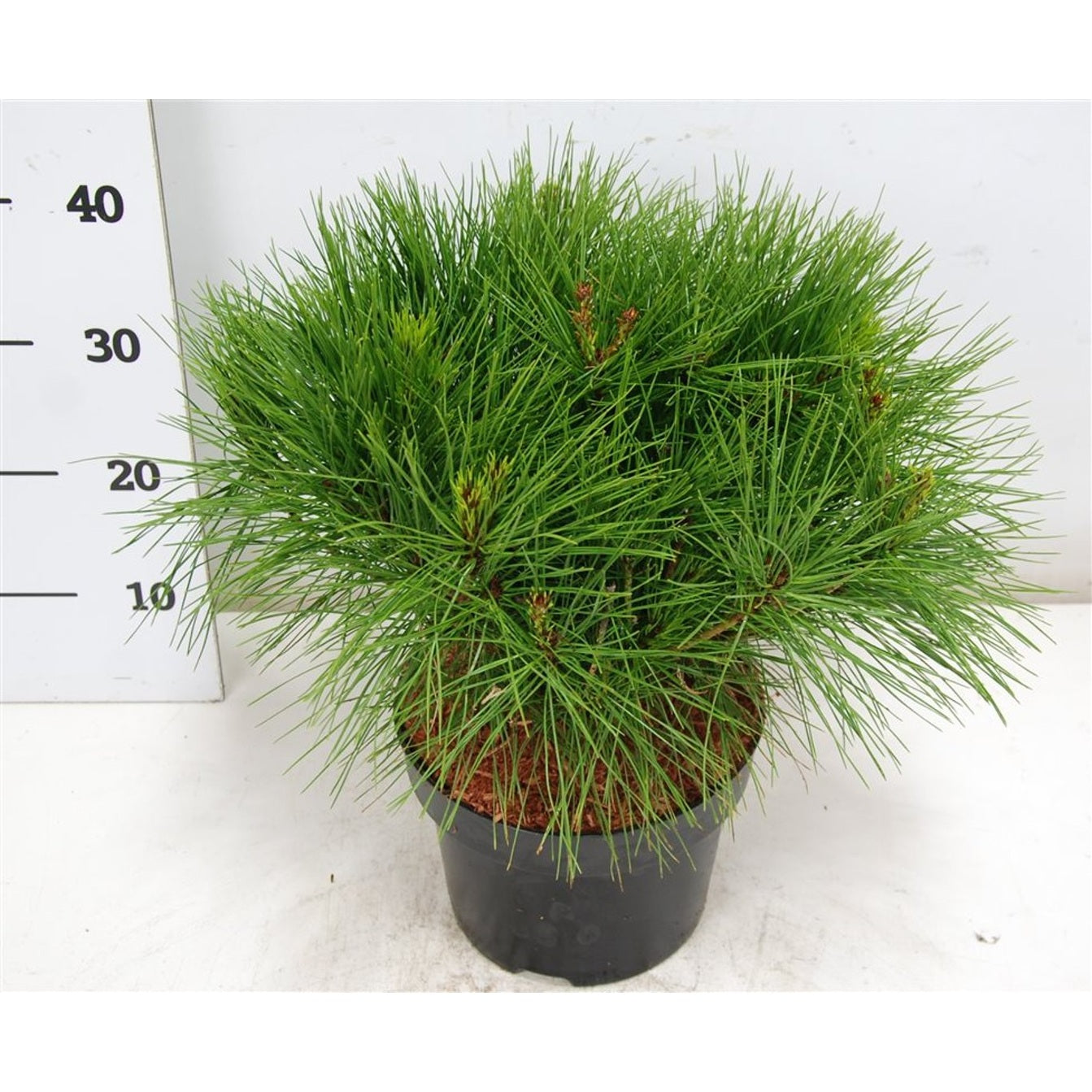 Svarttall – Pinus densiflora 'Alice Verkade' - C5 30-40 cm.