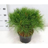 Svarttall – Pinus densiflora 'Alice Verkade' - C5 30-40 cm.