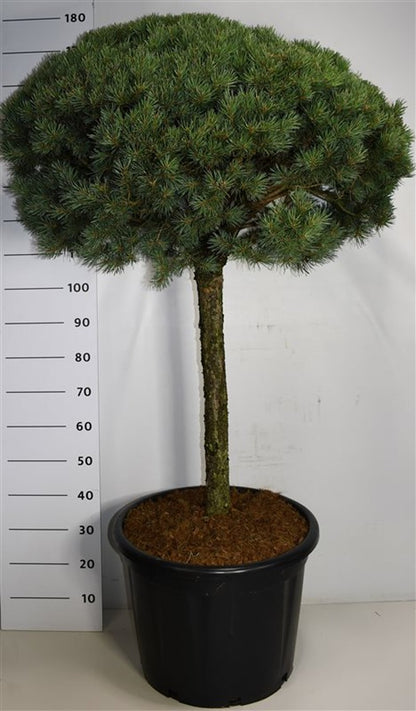 Tall – Pinus sylvestris &